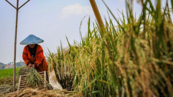 Mengatasi Ancaman Ketergantungan Impor Pangan: Menuju Kemandirian Pangan Indonesia